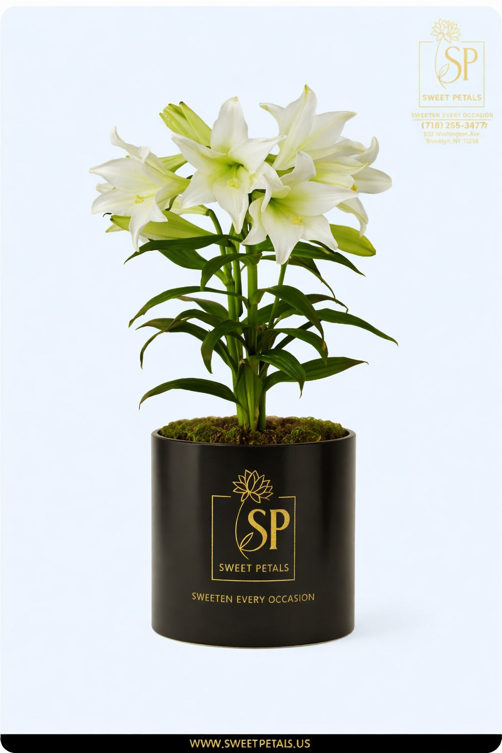 White Easter lily flower bunch in a pot, perfect Happy Easter gift and elegant seasonal decoration