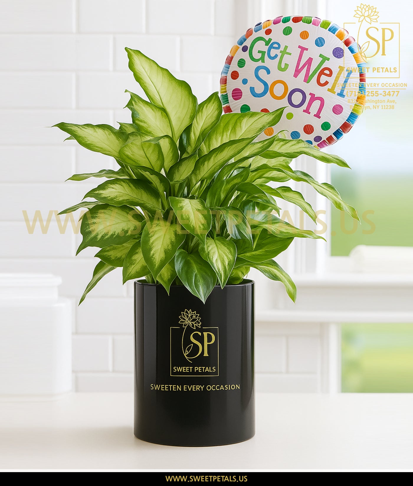 get well soon indoor plants Get Well Green Plant