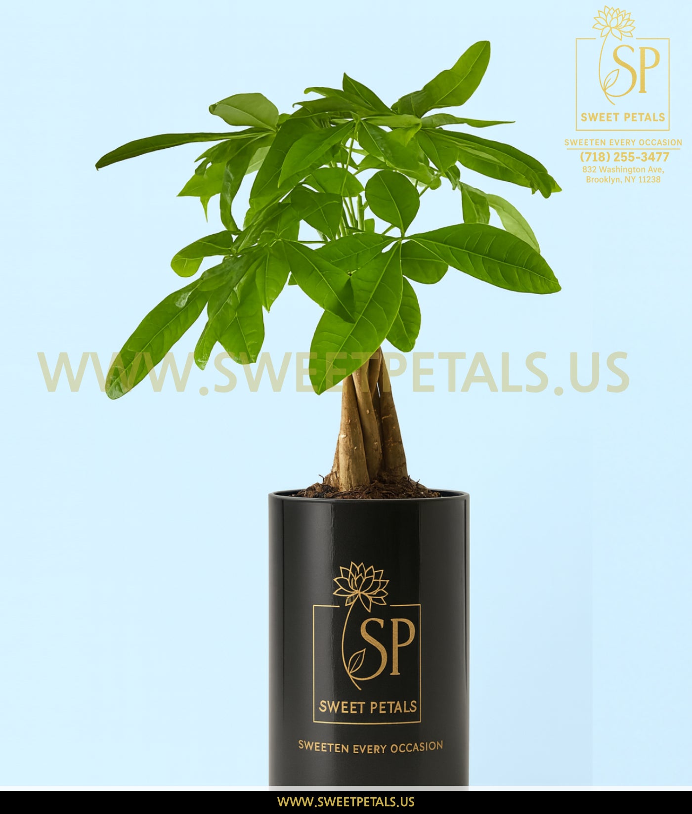 money tree opening hours Lucky Day Money Tree – SweetPetals
