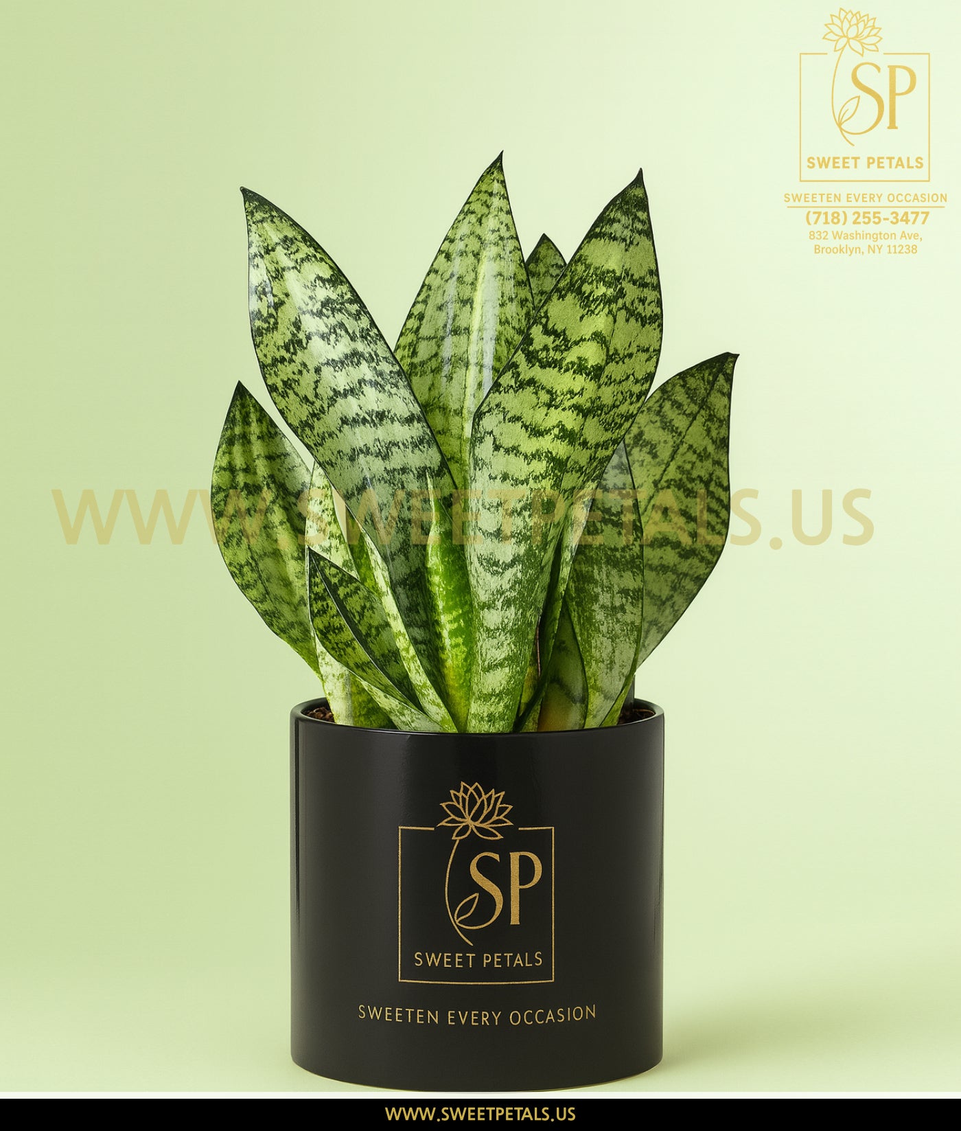 dark green sansevieria snake plant Sansevieria Snake Plant