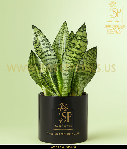 Snake Plant (Sansevieria)