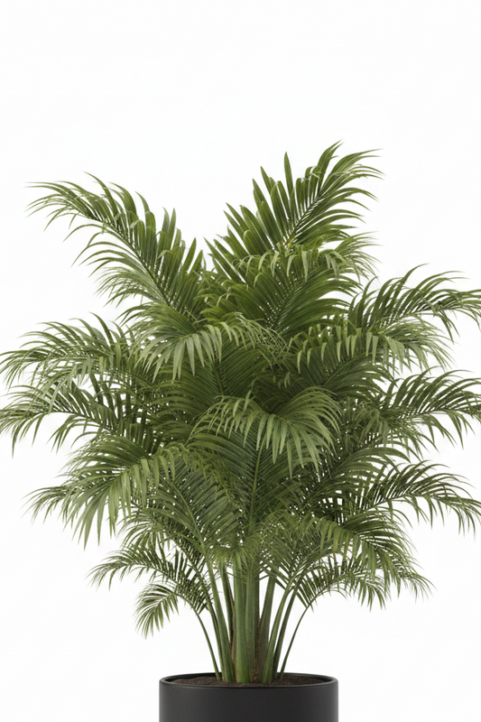 Majestic Palm Tree - Studio