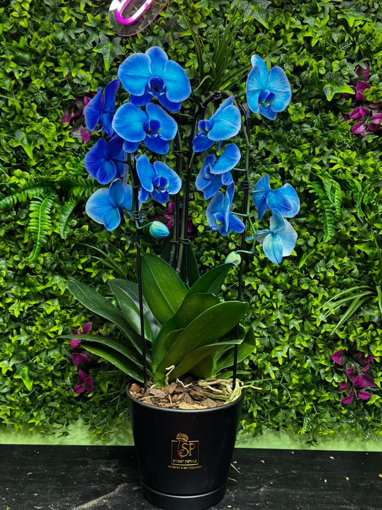 Blue Orchid by SweetPetals