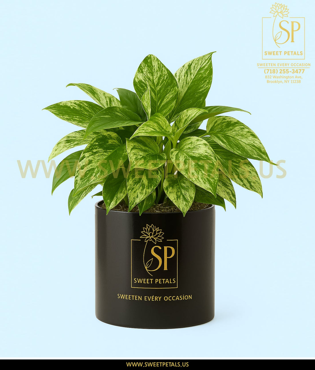 Devil's Ivy plant by SweetPetals