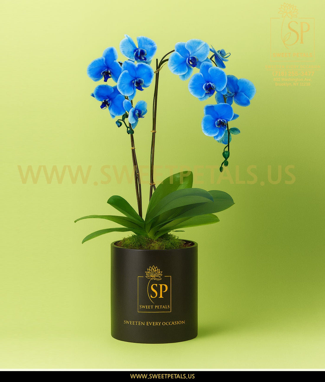 Double Blue Orchid Plant by SweetPetals