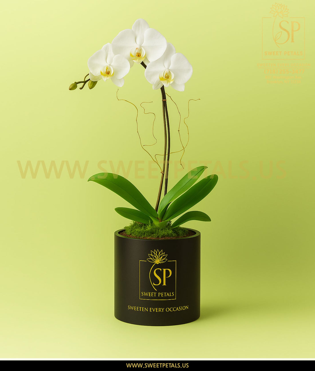 White Phalaenopsis Orchid plant by SweetPetals