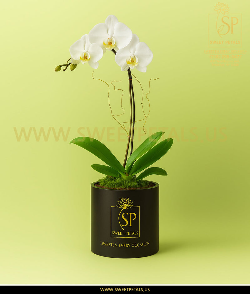 White orchid sympathy arrangement from Flowers by SweetPetals Brooklyn