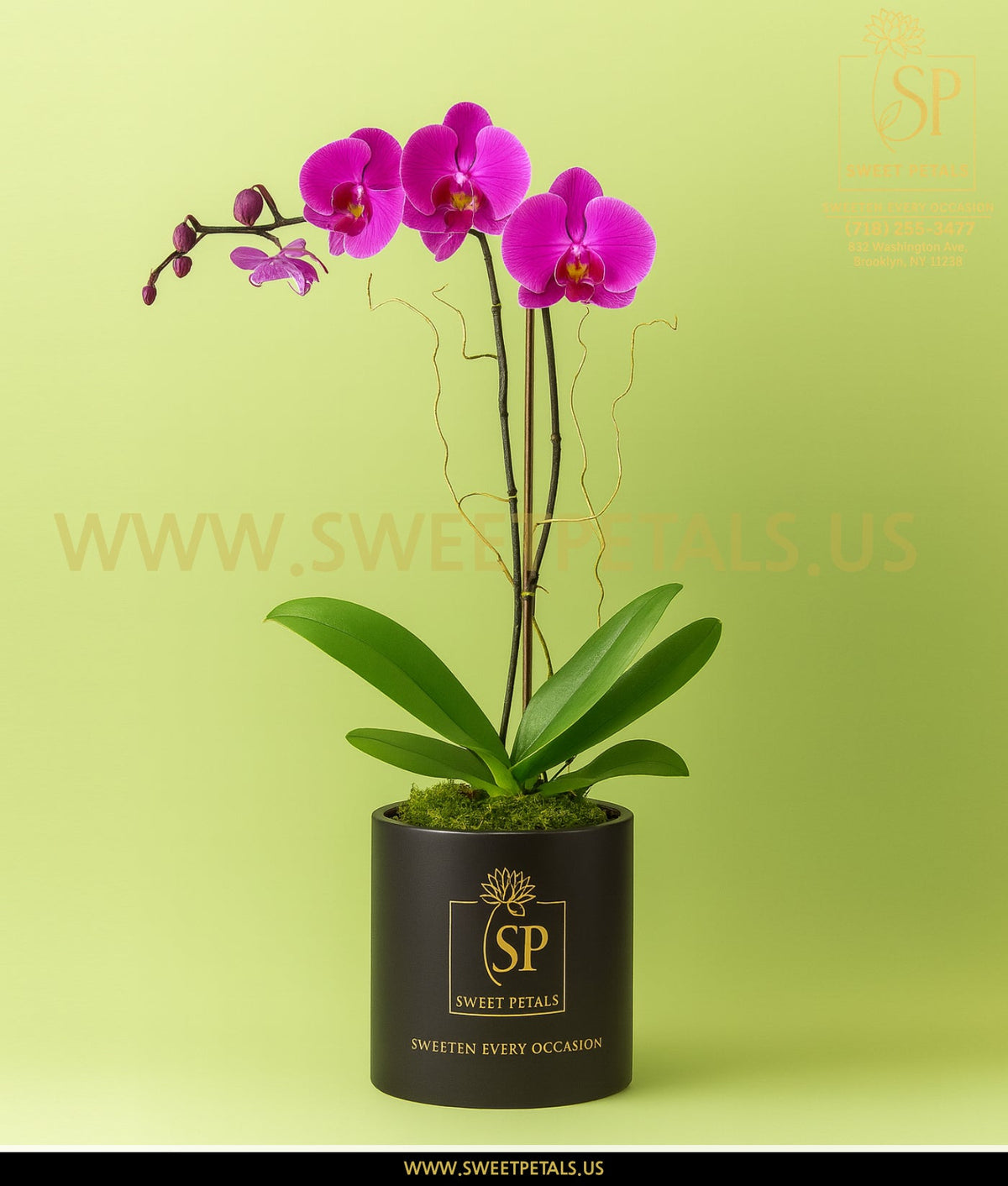 Purple orchid plant delivered to Kings County Hospital Brooklyn by SweetPetals florist