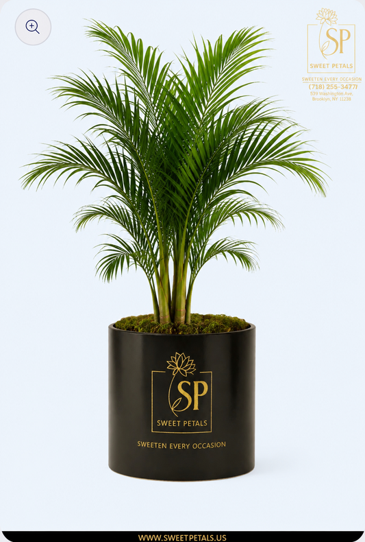 Areca Palm Tree – Indoor Tropical Plant | SweetPetals Brooklyn