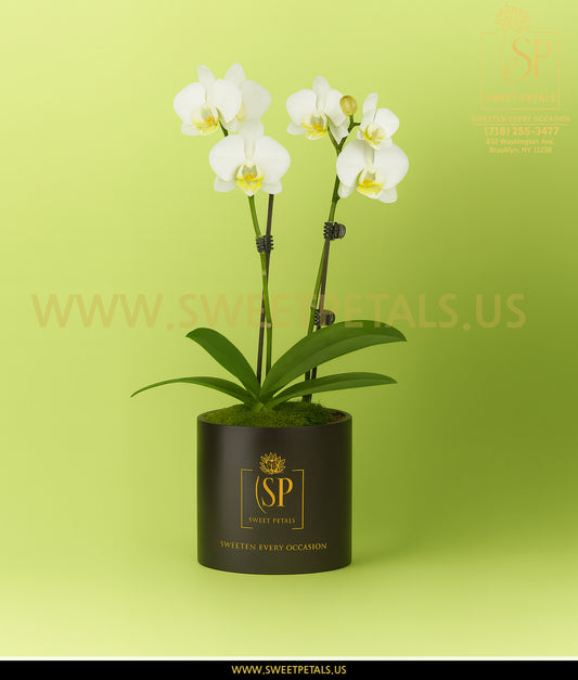 Double White Orchid Plant