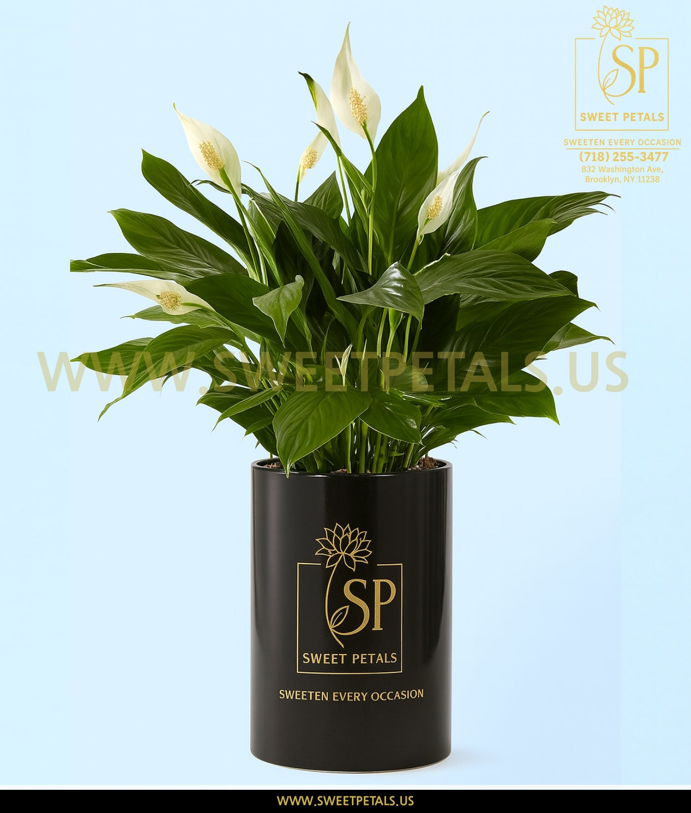 Peace Lily