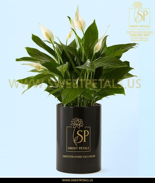Peace Lily