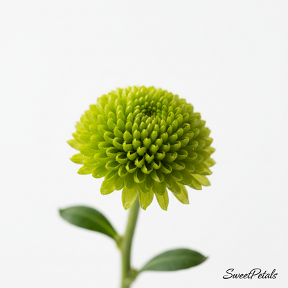 Sunshine & Daisies Yellow Rose Vase Arrangement | Luxury Yellow Rose, White Daisy, Mini Carnation & Green Button Mum Gift in Glass Vase for Birthdays & Celebrations
