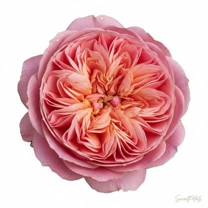 Single pink garden rose botanical portrait with deeply ruffled cupped petals in warm pink and peachy-pink tones on white background – SweetPetals luxury garden rose bloom