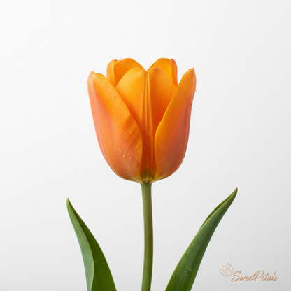 Rainbow Tulip Luxury Vase Arrangement | Luxury Mixed Tulip & Lavender Vase Gift in Yellow, Red, Orange & Purple for Birthdays, Spring & Celebrations