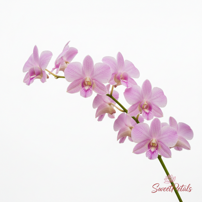 Grand Cascade Blush Sympathy Standing Arrangement | Luxury Pink Rose, White Hydrangea, Orchid & Snapdragon Funeral Floral Tribute for Memorials & Services