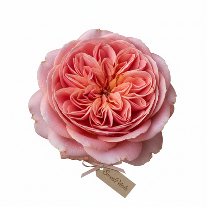Grand Cascade Blush Sympathy Standing Arrangement | Luxury Pink Rose, White Hydrangea, Orchid & Snapdragon Funeral Floral Tribute for Memorials & Services