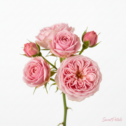 Grand Cascade Blush Sympathy Standing Arrangement | Luxury Pink Rose, White Hydrangea, Orchid & Snapdragon Funeral Floral Tribute for Memorials & Services