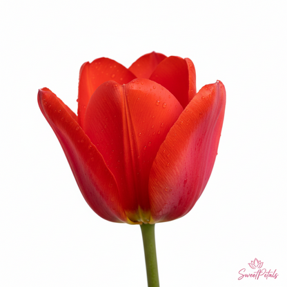 Rainbow Tulip Luxury Vase Arrangement | Luxury Mixed Tulip & Lavender Vase Gift in Yellow, Red, Orange & Purple for Birthdays, Spring & Celebrations
