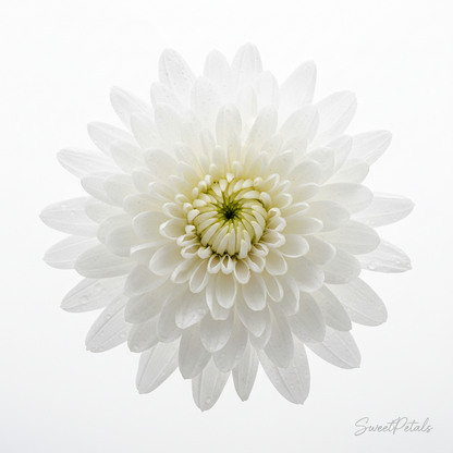 Garden of Joy Mixed Bouquet | Luxury Pink Gerbera, Blue Hydrangea, Yellow Daisy, Chrysanthemum & Alstroemeria Gift Bouquet for Birthdays, Celebrations & Get Well