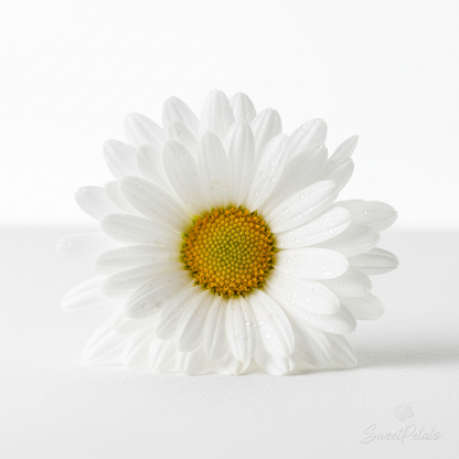 Sunshine & Daisies Yellow Rose Vase Arrangement | Luxury Yellow Rose, White Daisy, Mini Carnation & Green Button Mum Gift in Glass Vase for Birthdays & Celebrations