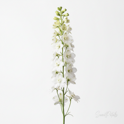 Pure White Garden Vase Arrangement | Luxury White Carnation, Alstroemeria & Delphinium Floral Gift in Clear Glass Vase for Sympathy, Weddings & Gifting