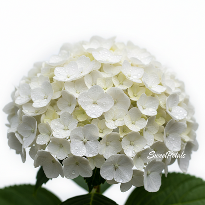 Grand Cascade Blush Sympathy Standing Arrangement | Luxury Pink Rose, White Hydrangea, Orchid & Snapdragon Funeral Floral Tribute for Memorials & Services