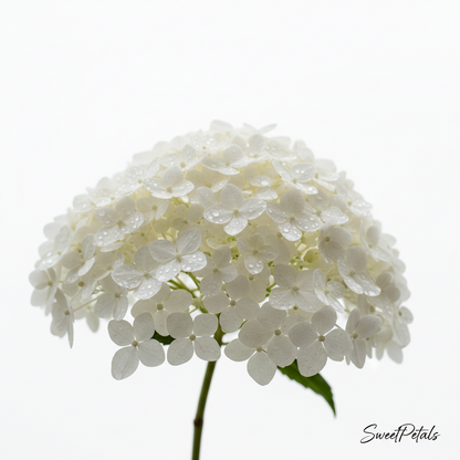 White Elegance Luxury Vase Arrangement | All-White Hydrangea, Rose, Calla Lily, Dahlia & Snapdragon Gift in Green Glass Vase for Weddings, Sympathy & Luxury Gifting
