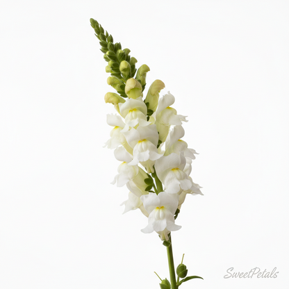 Grand Cascade Blush Sympathy Standing Arrangement | Luxury Pink Rose, White Hydrangea, Orchid & Snapdragon Funeral Floral Tribute for Memorials & Services