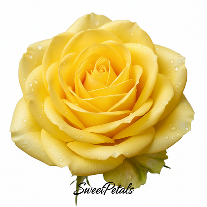 Sunshine & Daisies Yellow Rose Vase Arrangement | Luxury Yellow Rose, White Daisy, Mini Carnation & Green Button Mum Gift in Glass Vase for Birthdays & Celebrations