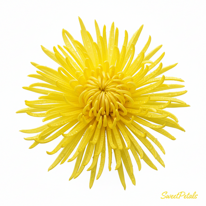Sunshine Garden Luxury Mixed Bouquet | Luxury Sunflower, Yellow Chrysanthemum, Pink Gerbera, Purple Aster & Hydrangea Gift Bouquet for Birthdays, Celebrations & Thank You