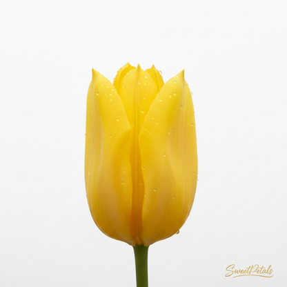 Rainbow Tulip Luxury Vase Arrangement | Luxury Mixed Tulip & Lavender Vase Gift in Yellow, Red, Orange & Purple for Birthdays, Spring & Celebrations